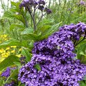 Heliotropium arborescens 'Marine' fleur